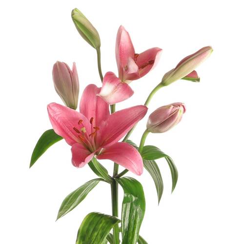Lilie asiatisch rosa Brindisa 4+Blüte 80cm