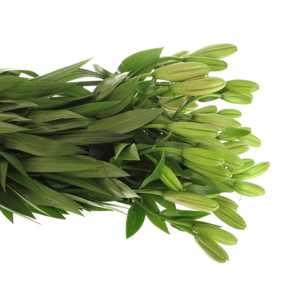 Lilie asiatisch rosa Brindisa 4+Blüte 80cm