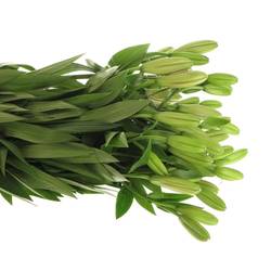 Lilie asiatisch rosa Brindisa 4+Blüte 80cm