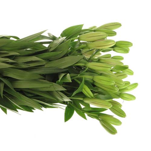 Lilie asiatisch rosa Brindisa 4+Blüte 80cm