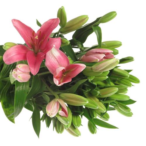 Lilie asiatisch rosa Brindisa 4+Blüte 80cm