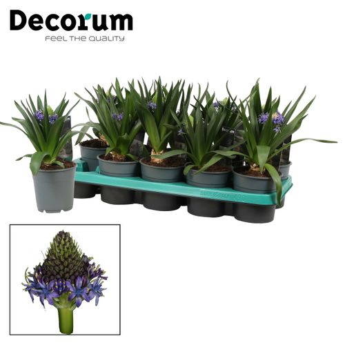 Scilla Peruviana T12 H30