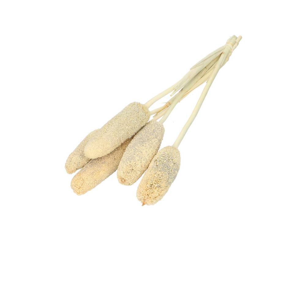 Trocken Bapala gebleicht L65cm x10