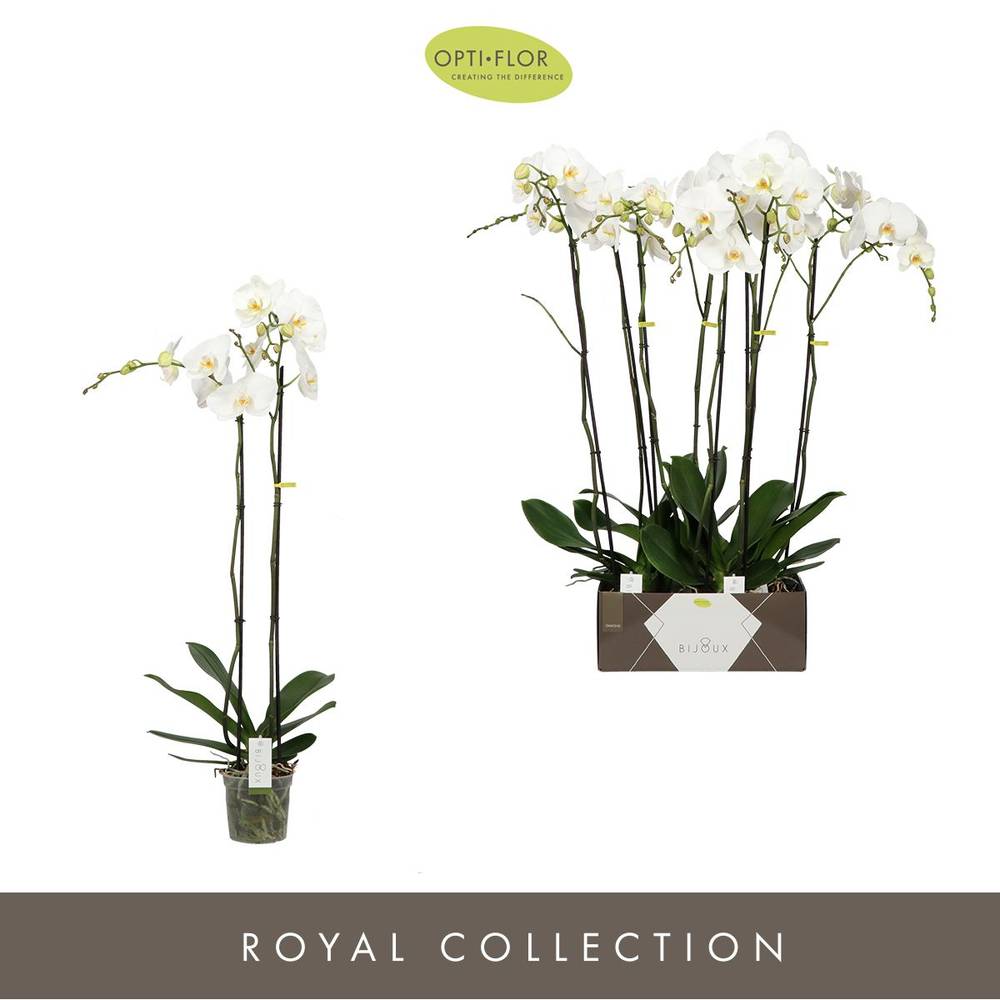 Phal.2-R weiss Bijoux Diamond T15 H100
