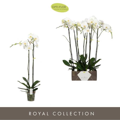 Phal.2-R weiss Bijoux Diamond T15 H100