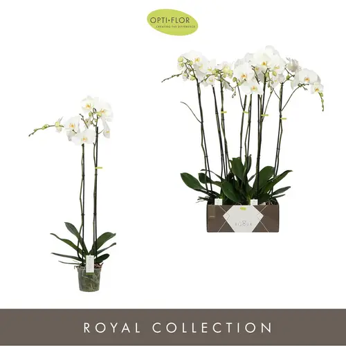Phal.2-R weiss Bijoux Diamond T15 H100
