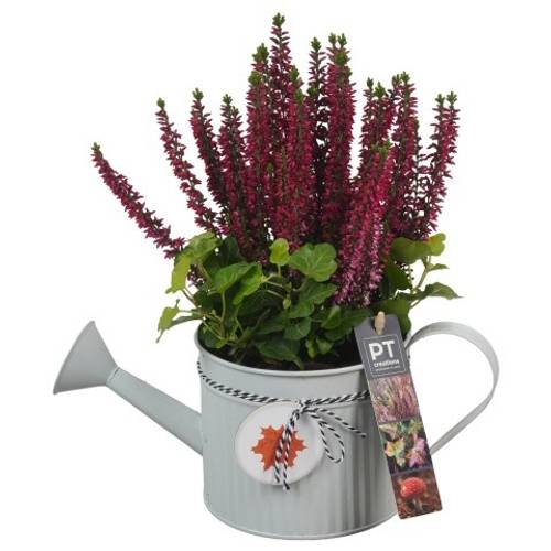 Garten.Arr PTHO4119 T12 H028