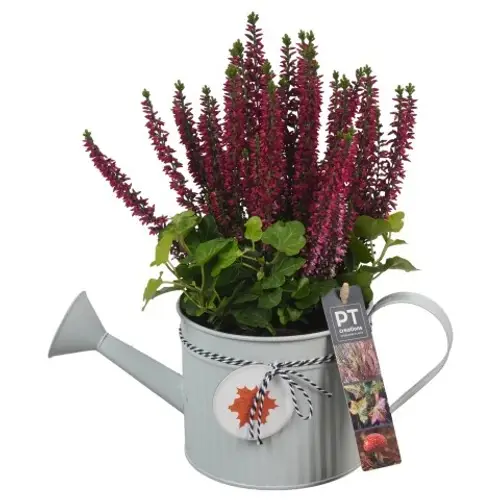 Garten.Arr PTHO4119 T12 H028