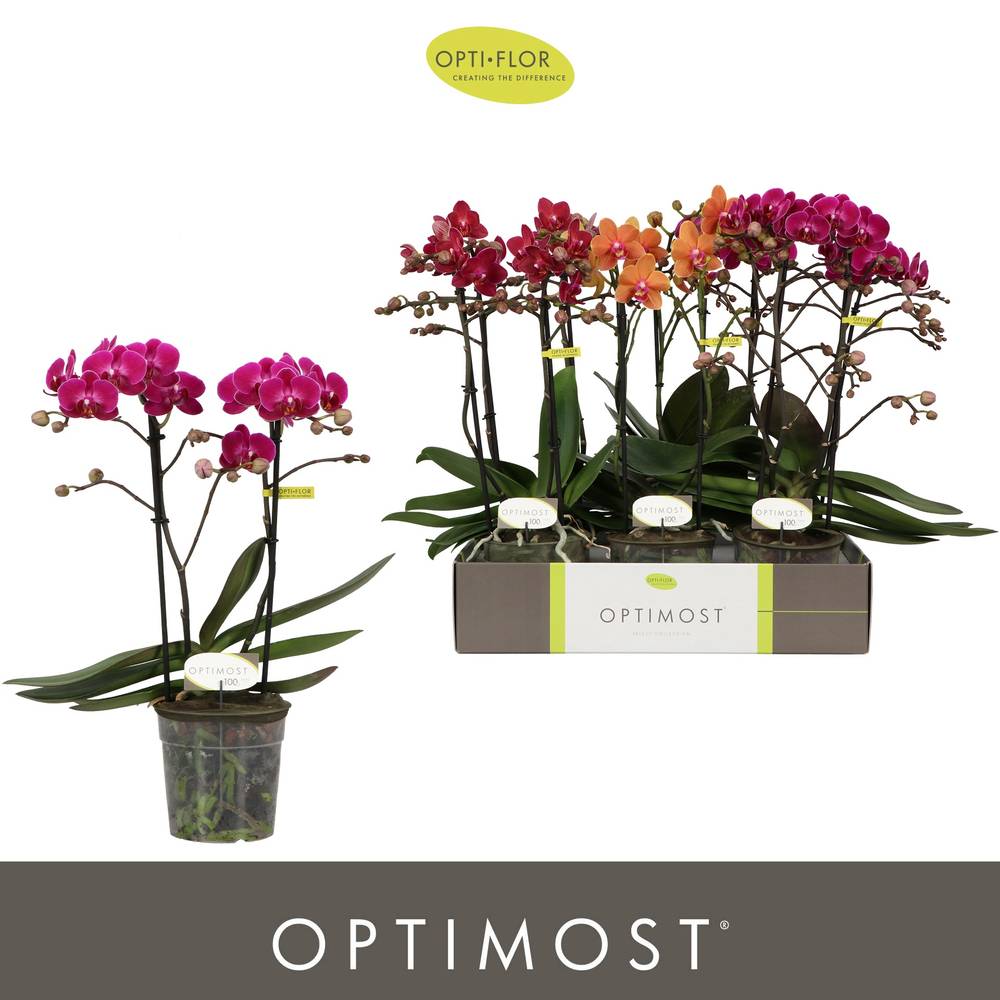 Phal.2-R mix Spicy Optimost T12 H045