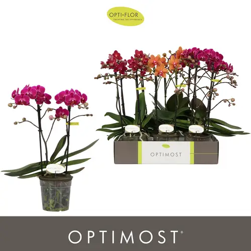 Phal.2-R mix Spicy Optimost T12 H045