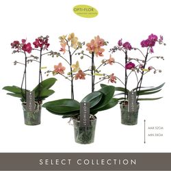 Phal.2-R mix Spicy Optimost T12 H45