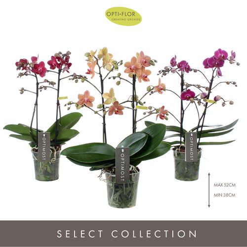 Phal.2-R mix Spicy Optimost T12 H45