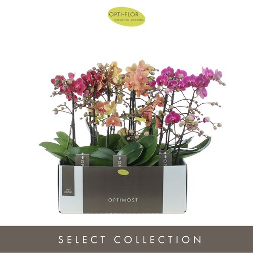 Phal.2-R mix Spicy Optimost T12 H45