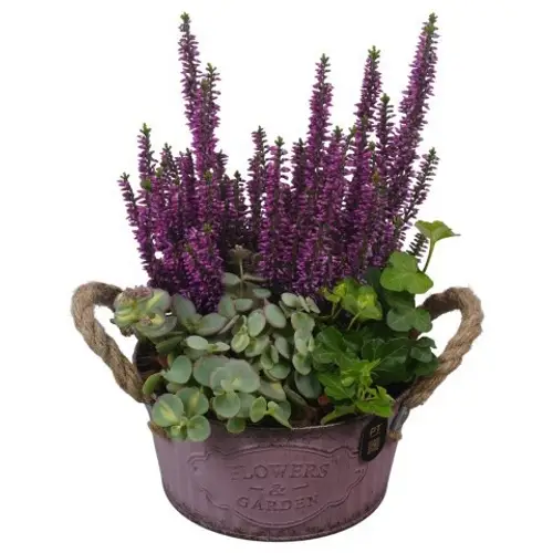 Garten.Arr PTHO7599 Herbst T16 H026
