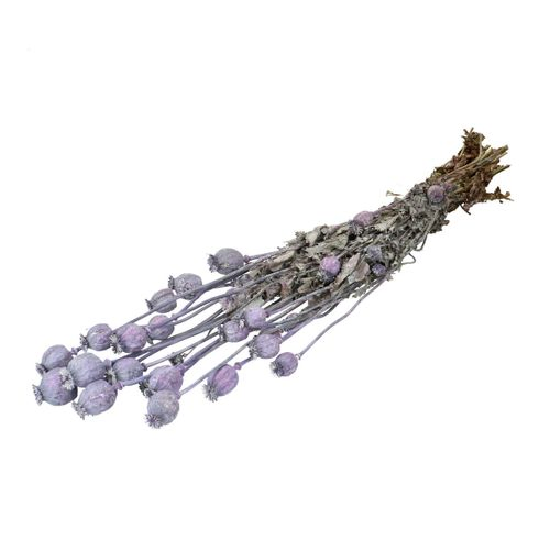 Trocken Mohn frosted Milka L70cm
