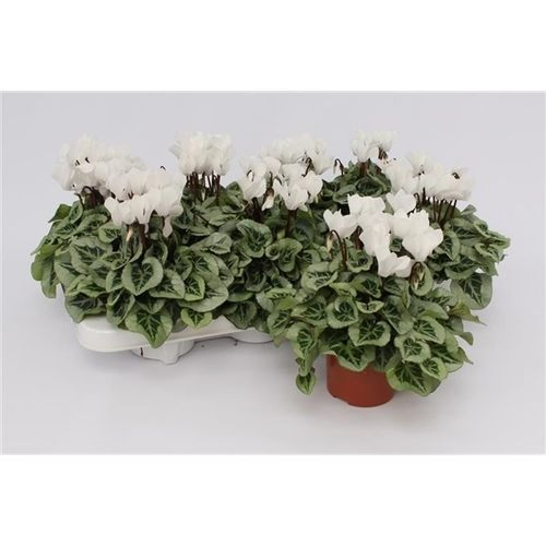 Cycl.weiss Picasso T10,5 H20