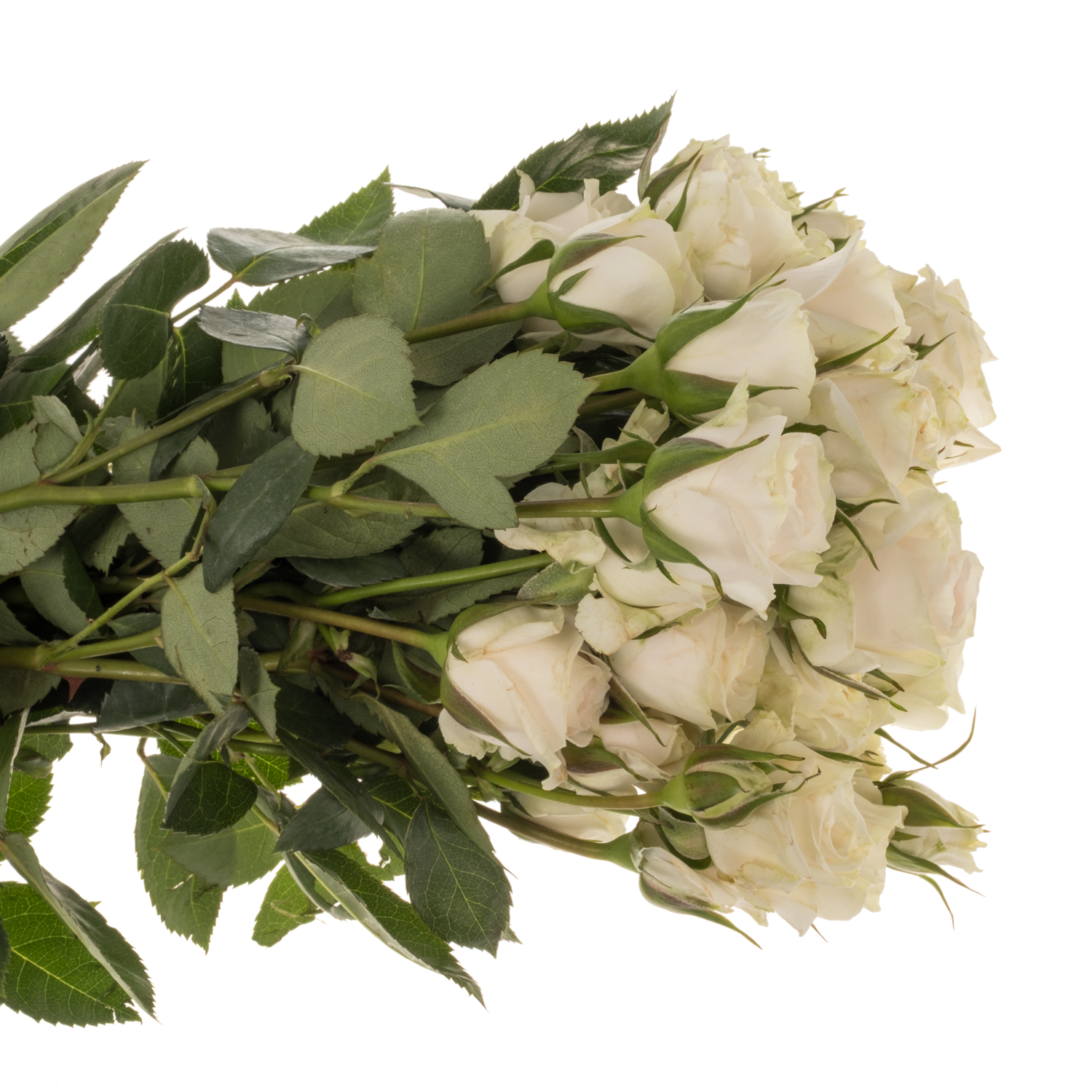 Rose verzweigt creme/weiss Exclusive Sensation 50cm