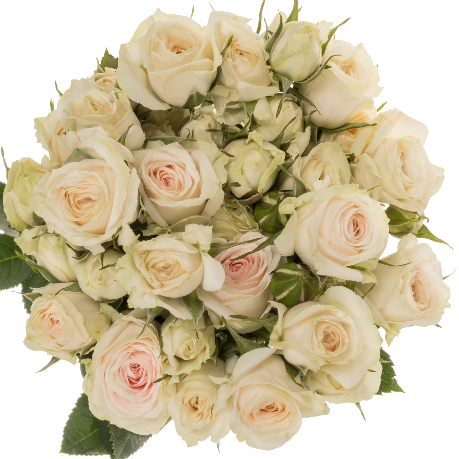 Rose verzweigt creme/weiss Exclusive Sensation 50cm