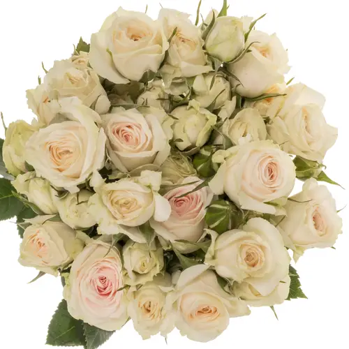 Rose verzweigt creme/weiss Exclusive Sensation 50cm