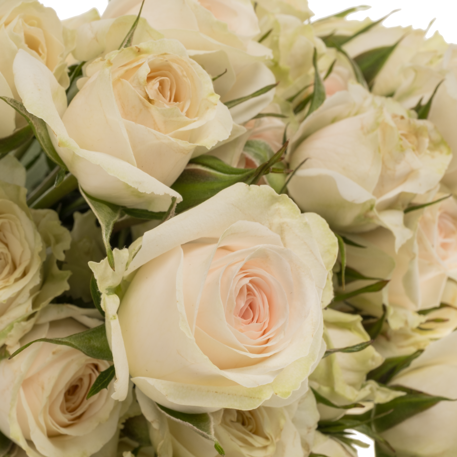 Rose verzweigt creme/weiss Exclusive Sensation 50cm