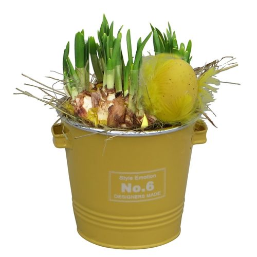 Narzisse Arr Color Zink HL16585 T14 H20