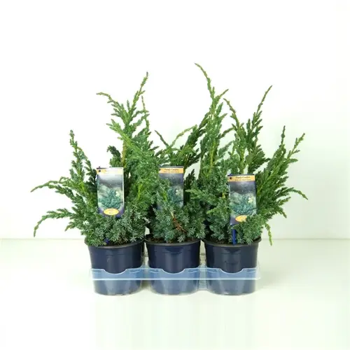 Juniperus Meyeri T15 H40