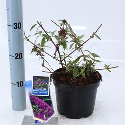 Buddleja Dav. Tutti Frutti lila T17 H020