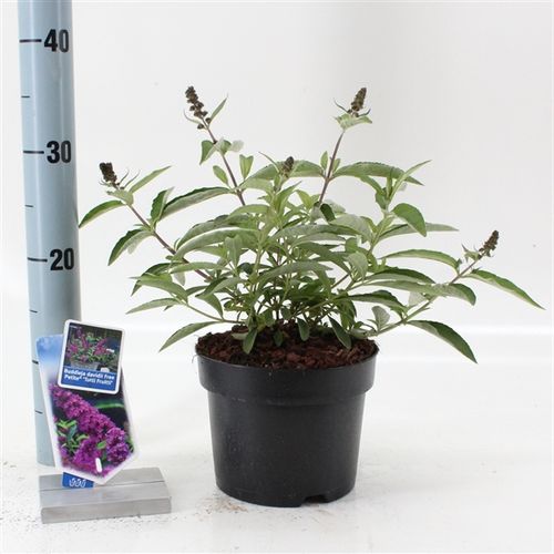 Buddleja Dav. Tutti Frutti lila T17 H020
