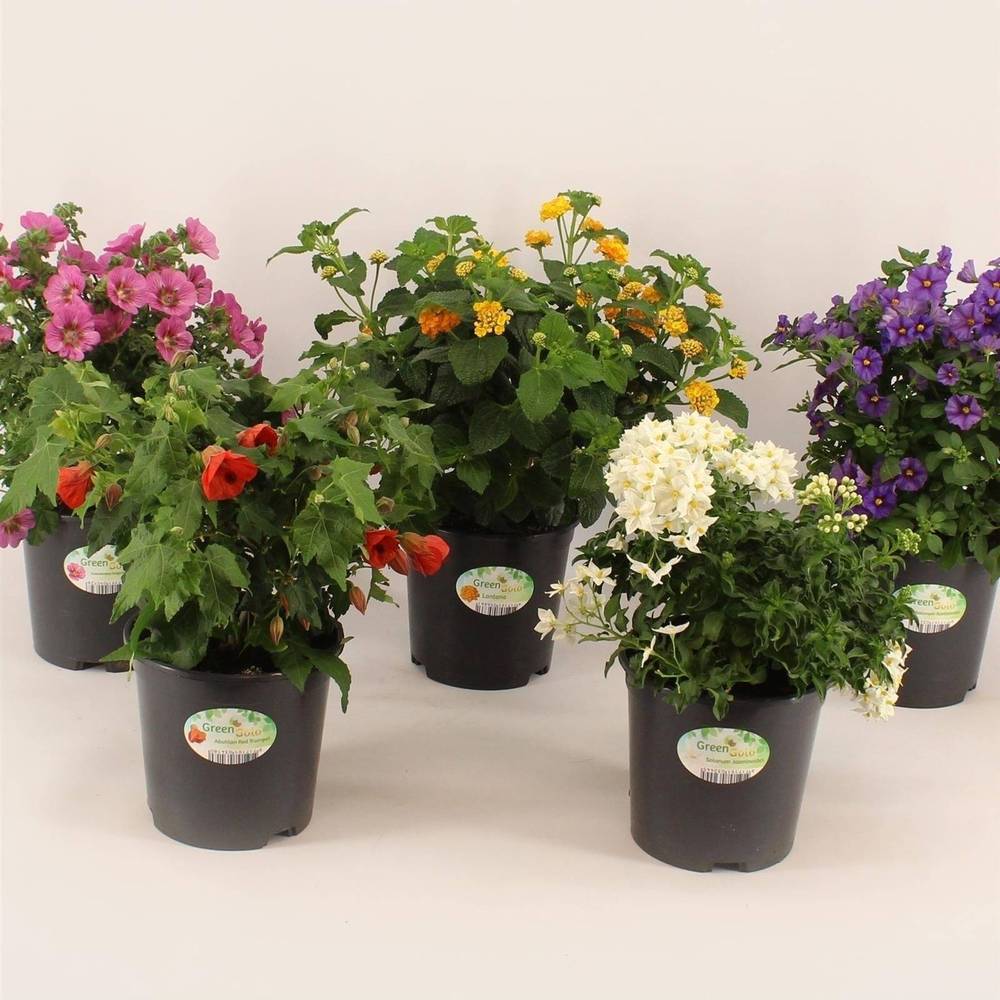 Kubelpflanzen mix Strauch 14 T14 H025