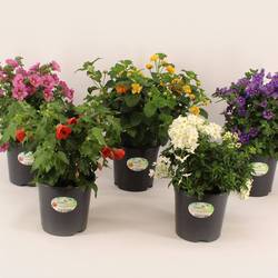 Kubelpflanzen mix Strauch 14 T14 H025