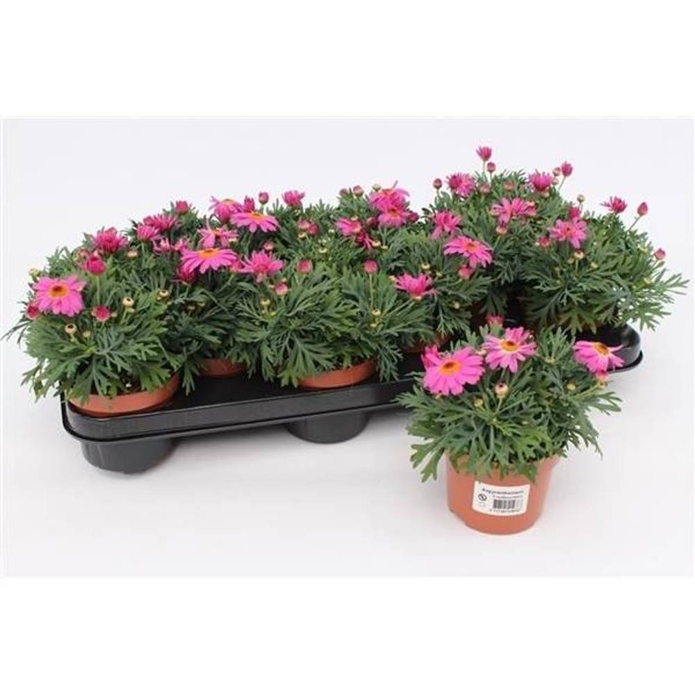Margerite pink T10,5 H020