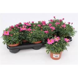 Margerite pink T10,5 H020