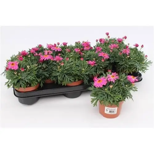 Margerite pink T10,5 H020
