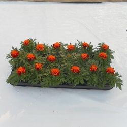 Tagetes Bronze T9 H15