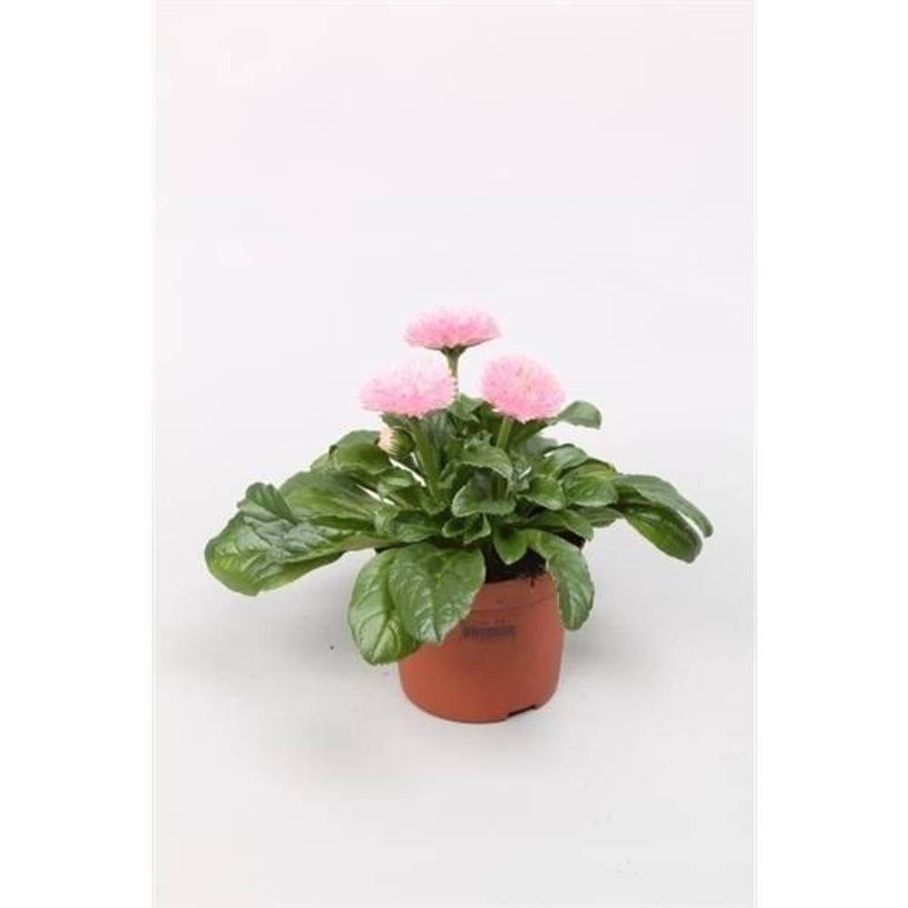 Bellis hell rosa Grossbl. T09 H020