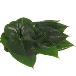 Anthurium Blatt grün Mittel 30cm