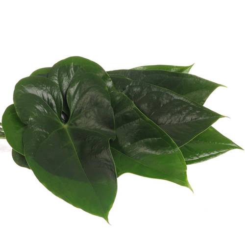 Anthurium Blatt grün Mittel 30cm
