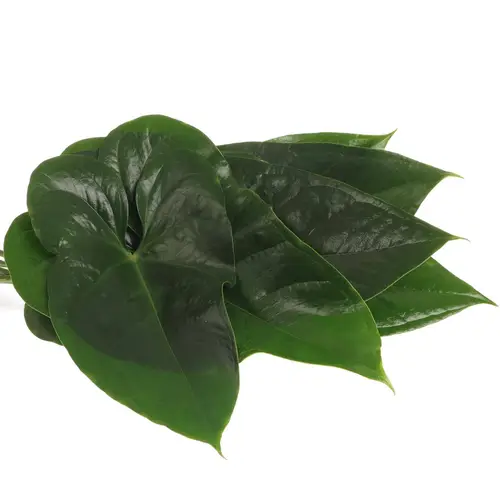Anthurium Blatt grün Mittel 30cm