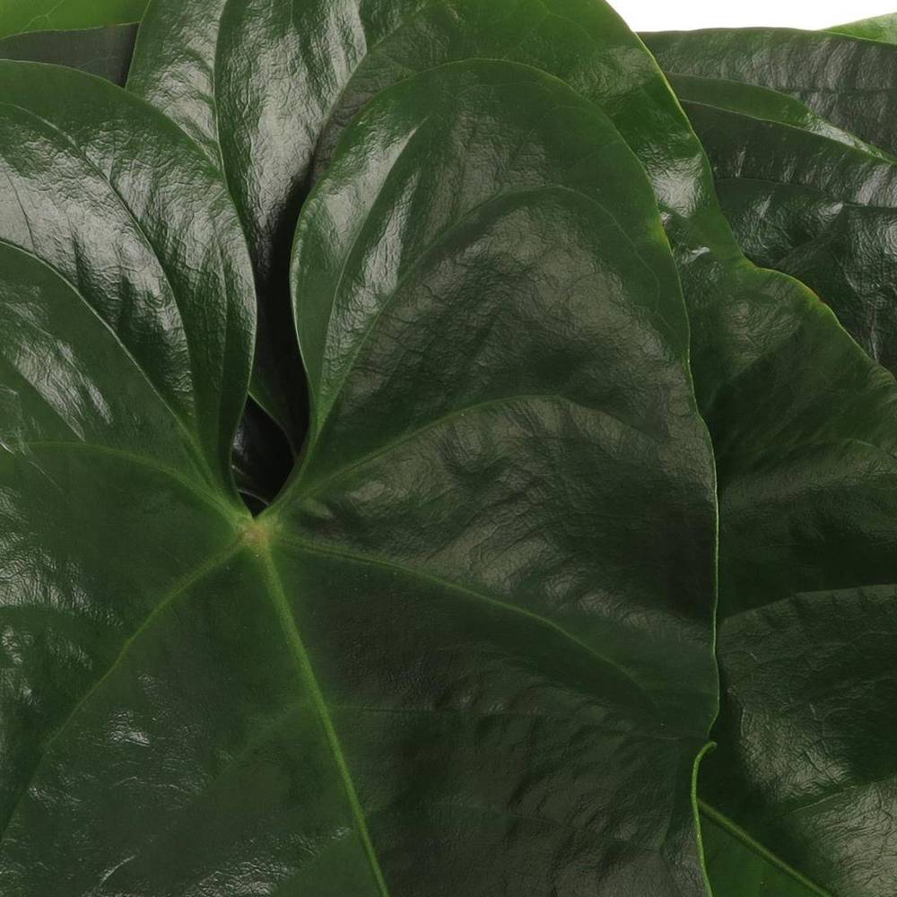 Anthurium Blatt grün Mittel 30cm