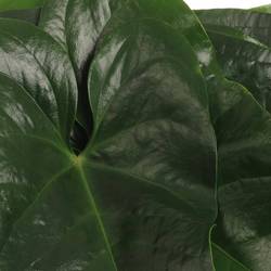 Anthurium Blatt grün Mittel 30cm