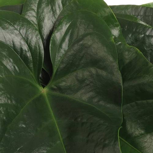 Anthurium Blatt grün Mittel 30cm