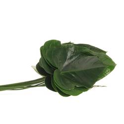 Anthurium Blatt grün Mittel 30cm