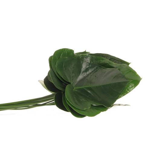 Anthurium Blatt grün Mittel 30cm
