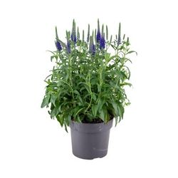 Veronica Spicata blau T17 H40