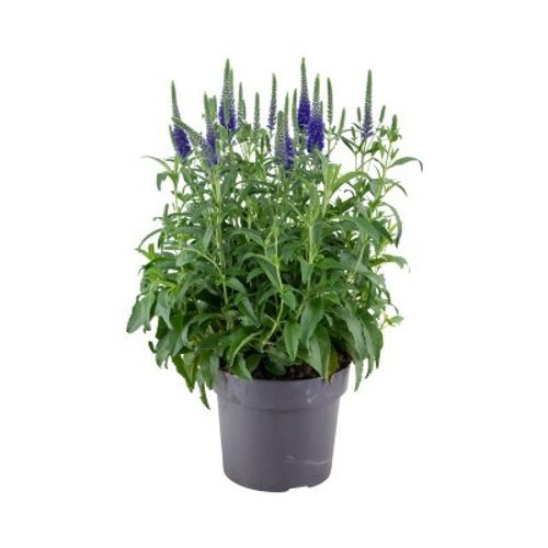Veronica Spicata blau T17 H40