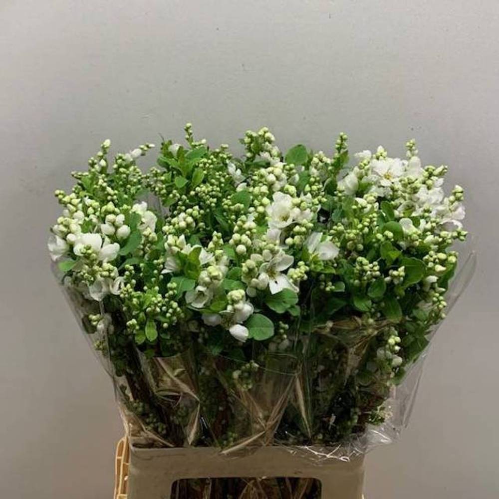 Exochorda weiss Magical Springtime 70cm