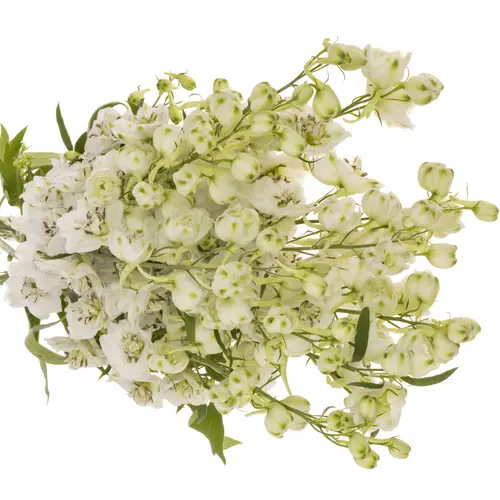 Delphinium weiss Dewi Rocket 95cm
