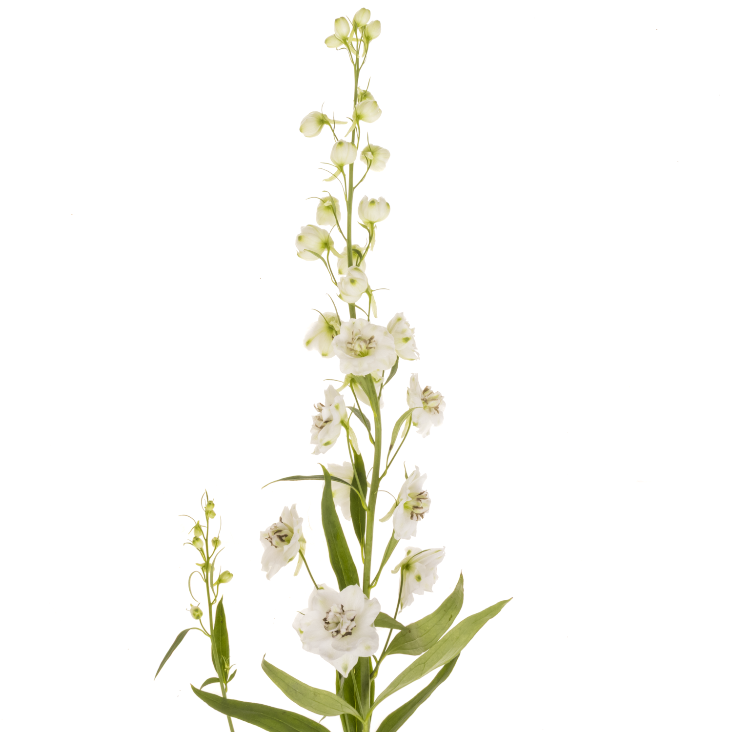 Delphinium weiss Dewi Rocket 95cm