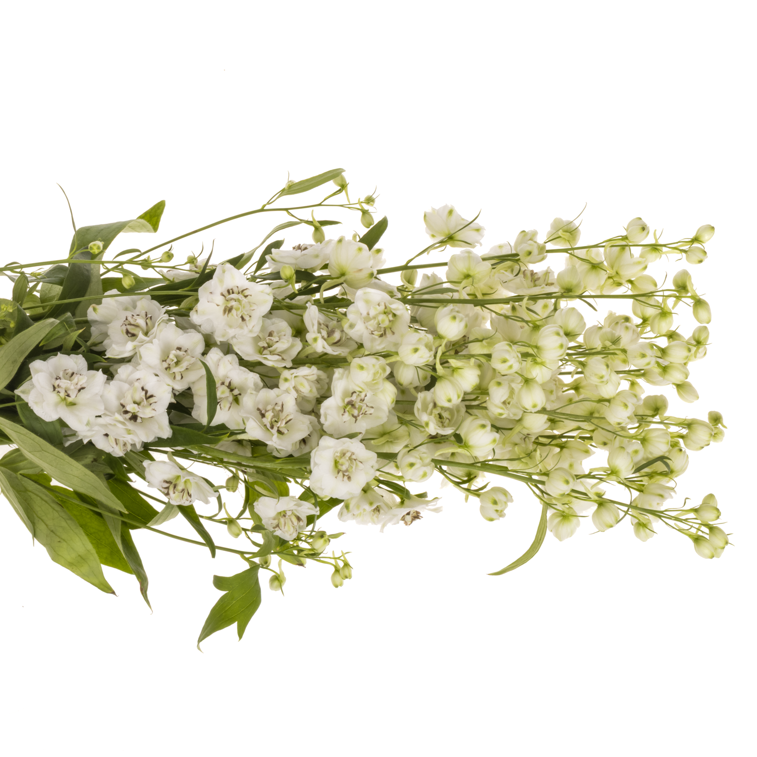 Delphinium weiss Dewi Rocket 95cm