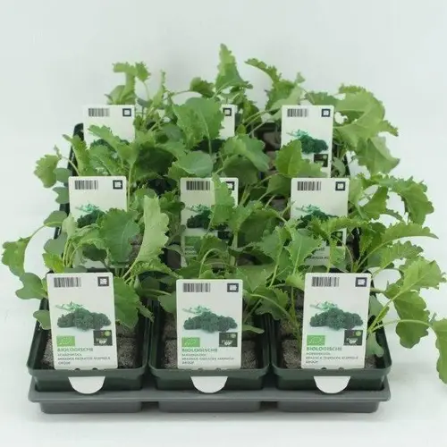 Bio Bauernkohl (9x6 pfl.) T01 H005